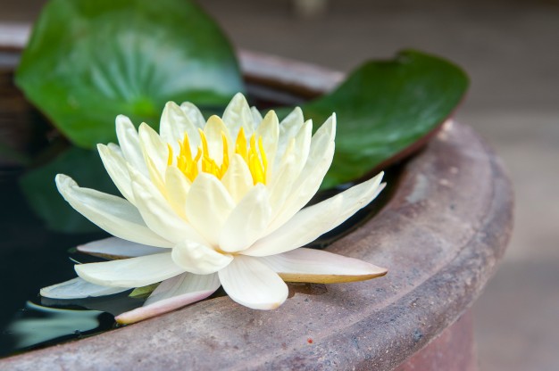 beautiful-lotus-blooming-pond_1323-138